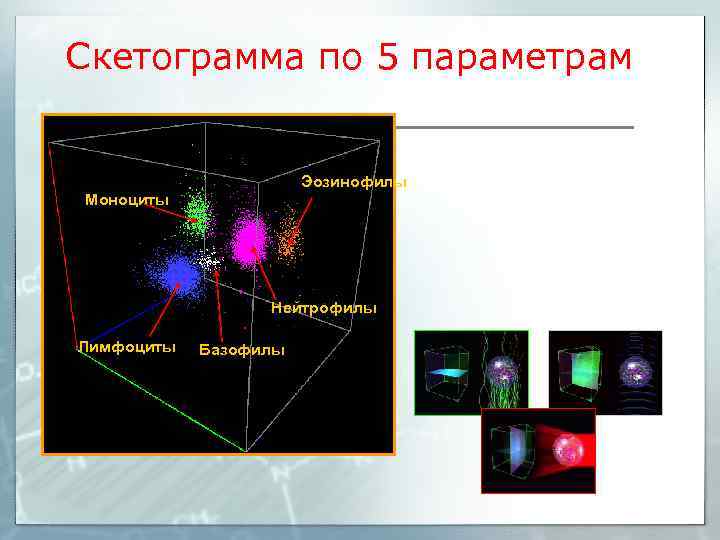 Скетограмма по 5 параметрам Эозинофилы Моноциты Нейтрофилы Лимфоциты Базофилы 