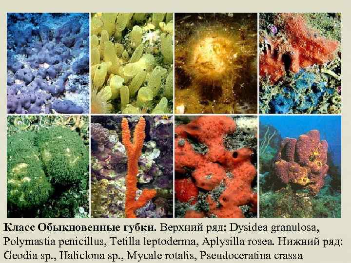 Класс Обыкновенные губки. Верхний ряд: Dysidea granulosa, Polymastia penicillus, Tetilla leptoderma, Aplysilla rosea. Нижний