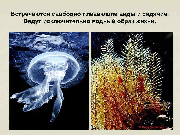 Встречаются свободно плавающие виды и сидячие. Ведут исключительно водный образ жизни. 