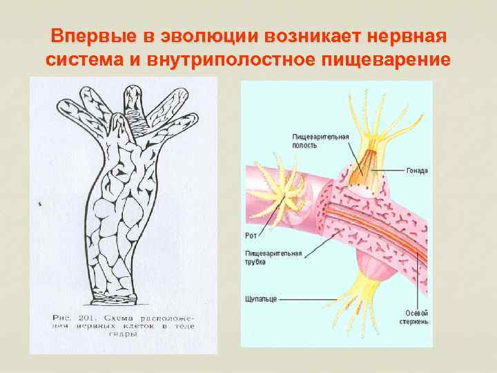 Впервые в эволюции возникает нервная система и внутриполостное пищеварение 
