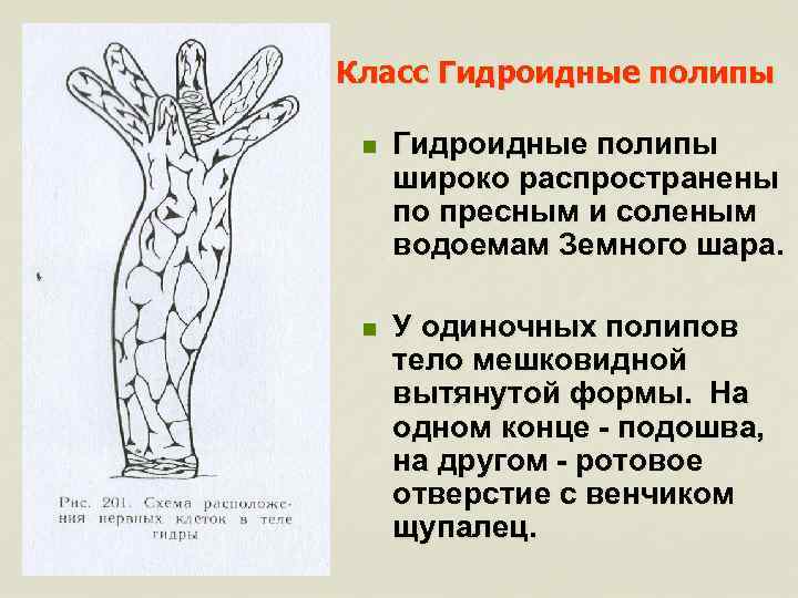 Класс Гидроидные полипы n Гидроидные полипы широко распространены по пресным и соленым водоемам Земного