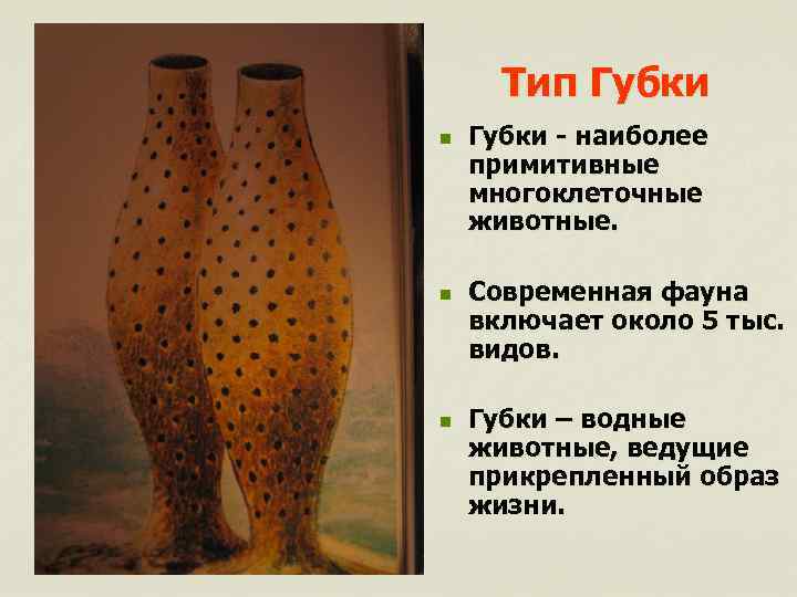 Тип Губки n n n Губки - наиболее примитивные многоклеточные животные. Современная фауна включает