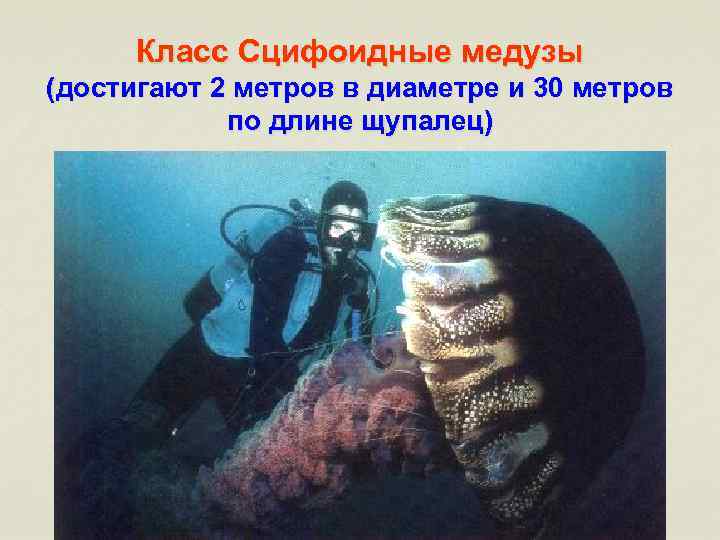 Класс Сцифоидные медузы (достигают 2 метров в диаметре и 30 метров по длине щупалец)
