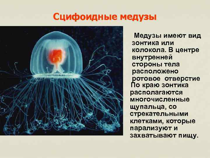 Сцифоидные медузы Медузы имеют вид зонтика или колокола. В центре внутренней стороны тела расположено