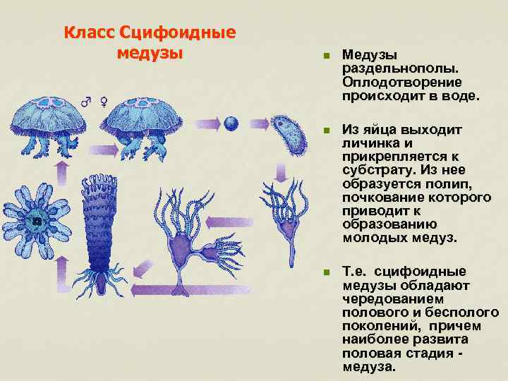 Класс Сцифоидные медузы n Медузы раздельнополы. Оплодотворение происходит в воде. n Из яйца выходит