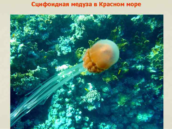 Сцифоидная медуза в Красном море 