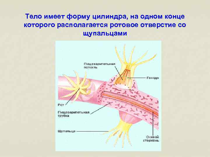 Тело имеет форму цилиндра, на одном конце которого располагается ротовое отверстие со щупальцами 
