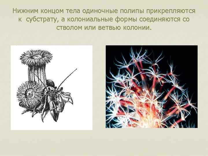 Нижним концом тела одиночные полипы прикрепляются к субстрату, а колониальные формы соединяются со стволом