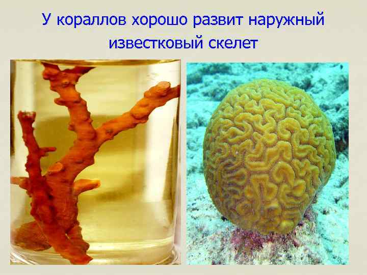 У кораллов хорошо развит наружный известковый скелет 