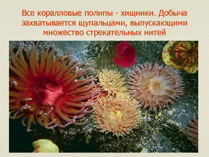Все коралловые полипы - хищники. Добыча захватывается щупальцами, выпускающими множество стрекательных нитей 