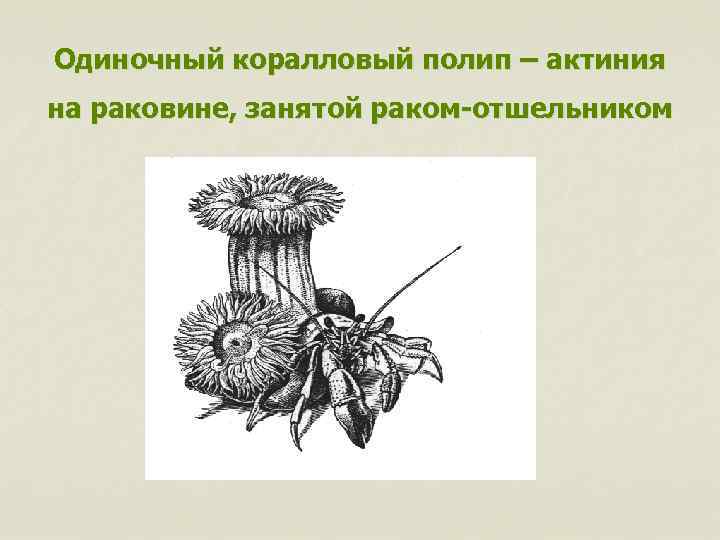 Одиночный коралловый полип – актиния на раковине, занятой раком-отшельником 