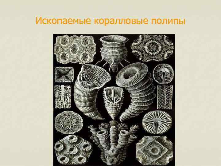 Ископаемые коралловые полипы 