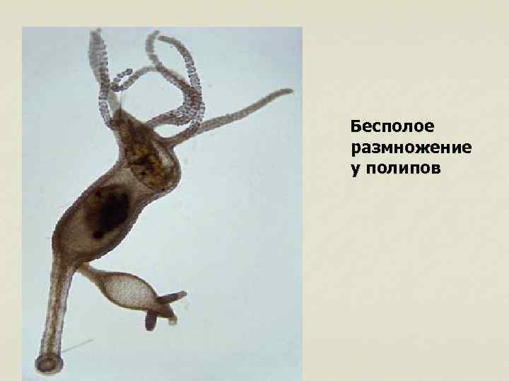 Бесполое размножение у полипов 