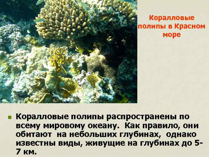 Коралловые полипы в Красном море n Коралловые полипы распространены по всему мировому океану. Как