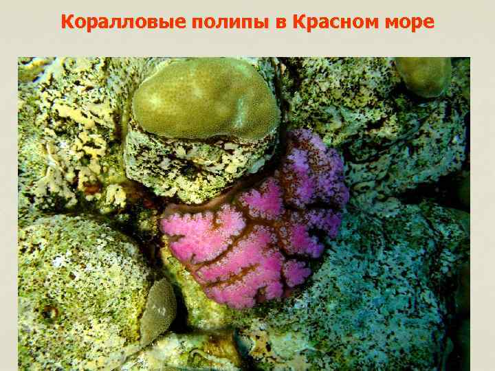 Коралловые полипы в Красном море 