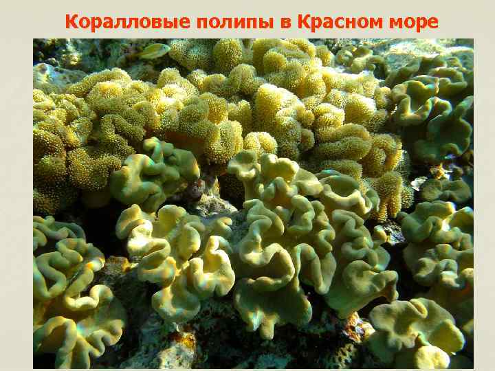 Коралловые полипы в Красном море 