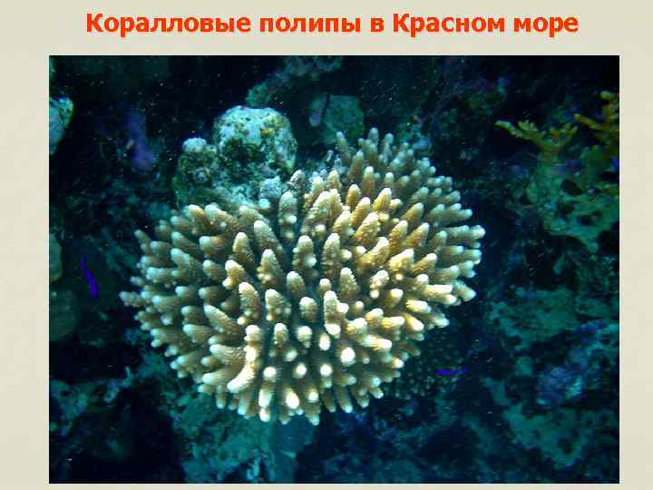 Коралловые полипы в Красном море 