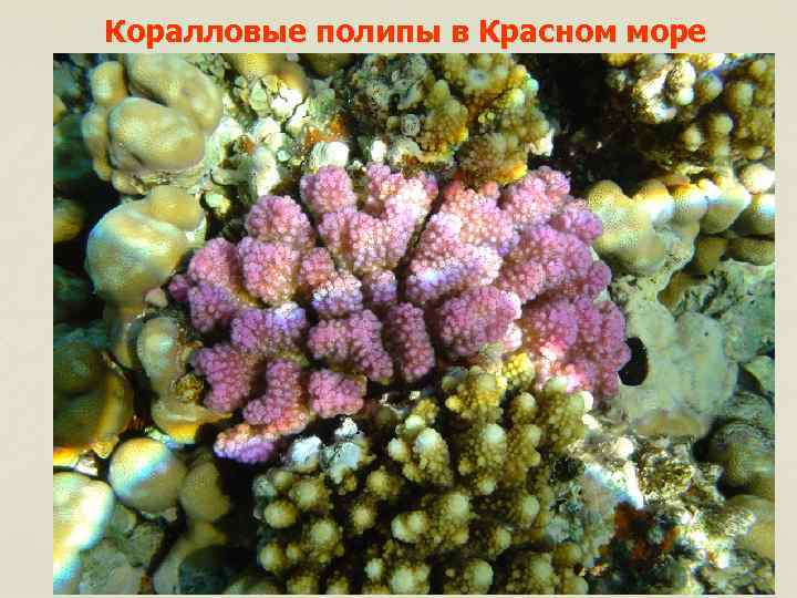 Коралловые полипы в Красном море 