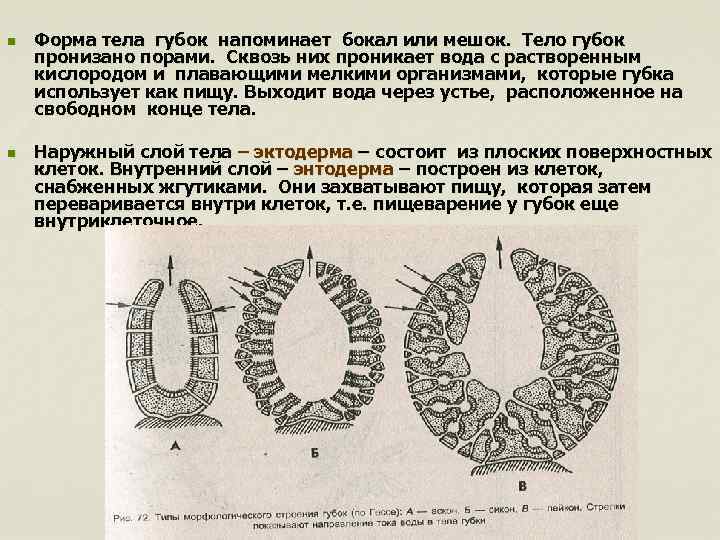 n n Форма тела губок напоминает бокал или мешок. Тело губок пронизано порами. Сквозь