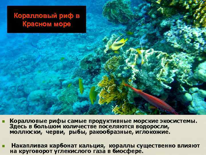 Коралловый риф в Красном море n n Коралловые рифы самые продуктивные морские экосистемы. Здесь