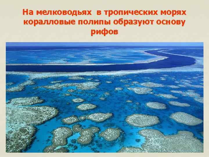 На мелководьях в тропических морях коралловые полипы образуют основу рифов 