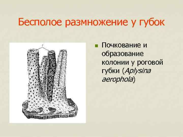 Бесполое размножение у губок n Почкование и образование колонии у роговой губки (Aplysina aerophola)