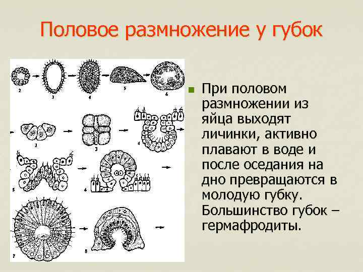 Половое размножение у губок n При половом размножении из яйца выходят личинки, активно плавают