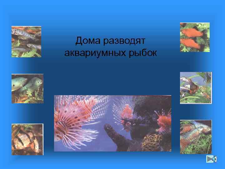 Дома разводят аквариумных рыбок 