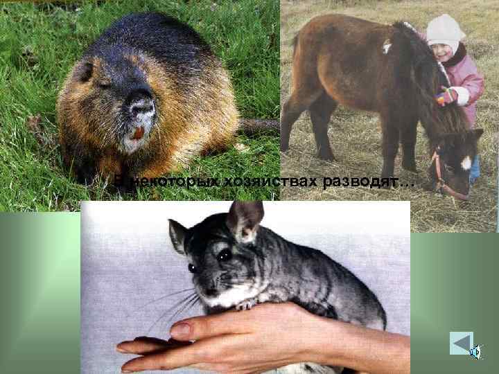 В некоторых хозяйствах разводят… 