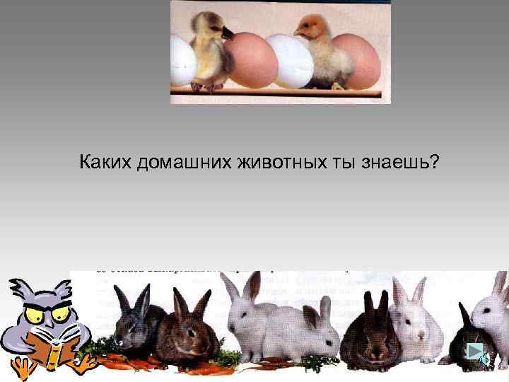 Каких домашних животных ты знаешь? 
