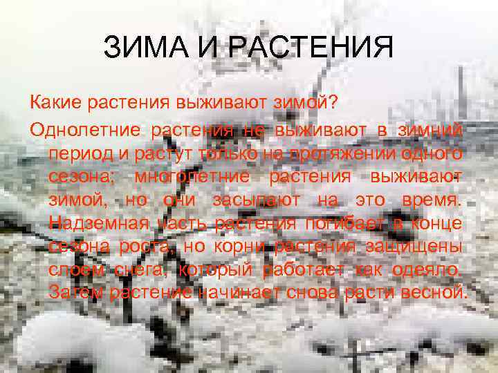 ЗИМА И РАСТЕНИЯ Какие растения выживают зимой? Однолетние растения не выживают в зимний период