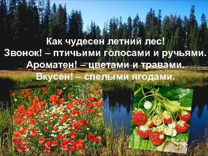 Как чудесен летний лес! Звонок! – птичьими голосами и ручьями. Ароматен! – цветами и