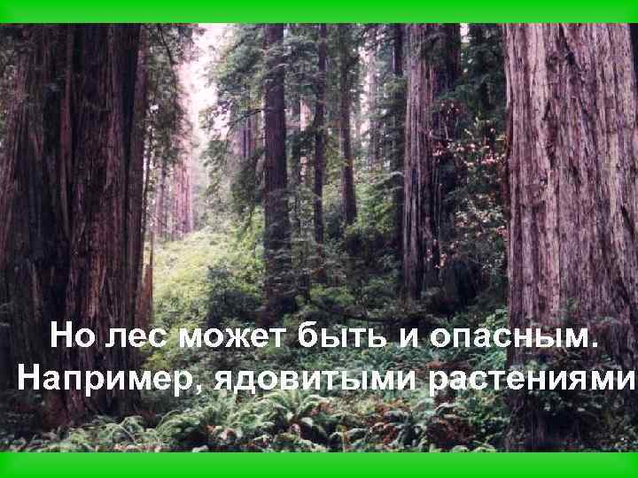 Но лес может быть и опасным. Например, ядовитыми растениями 