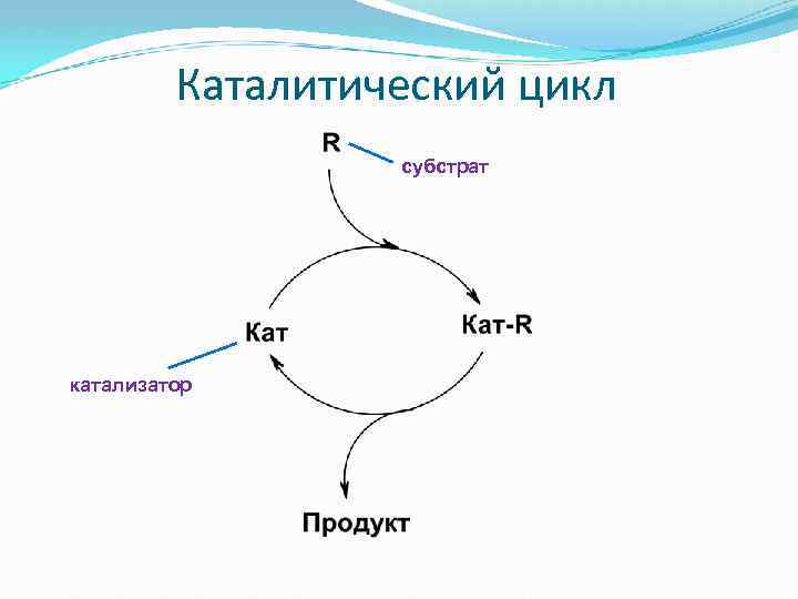  Каталитический цикл субстрат катализатор 