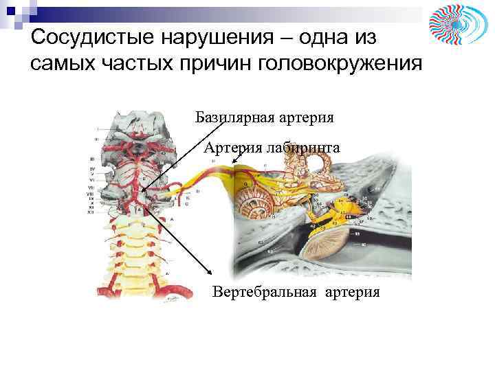 Сосудистые нарушения – одна из самых частых причин головокружения Базилярная артерия Артерия лабиринта Вертебральная