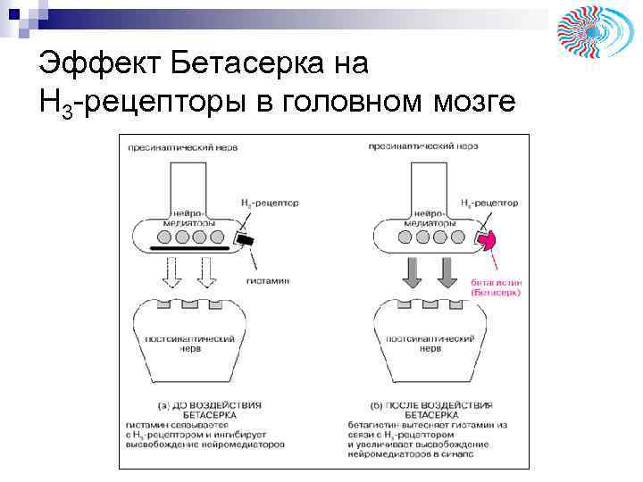 Эффект Бетасерка на Н 3 -рецепторы в головном мозге 