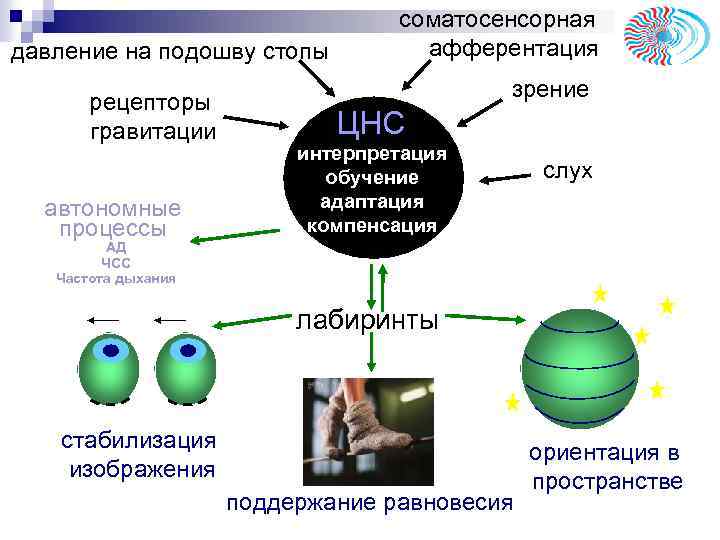 давление на подошву стопы рецепторы гравитации автономные процессы соматосенсорная афферентация зрение ЦНС интерпретация обучение