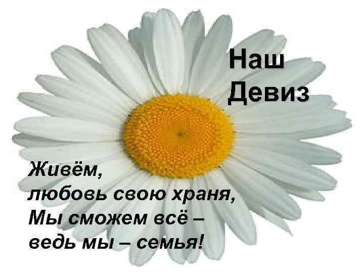 Наш девиз • что значит само слово "ромашка"? Когда-то в России все ромашковидные растения