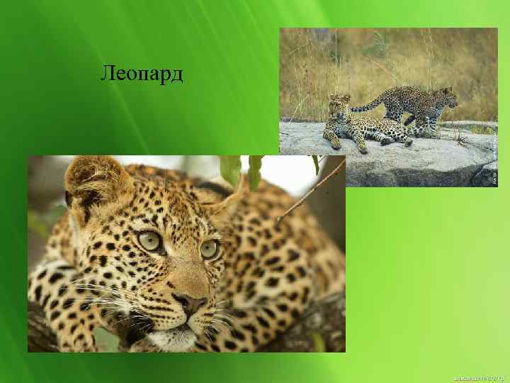 Леопард 