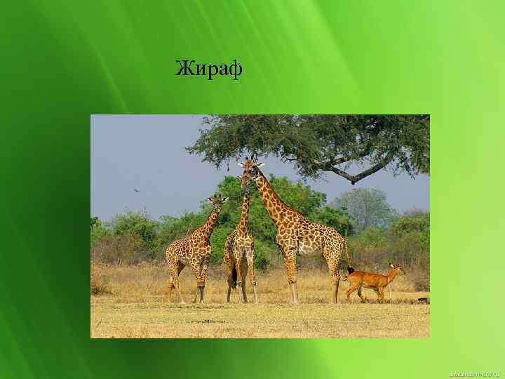 Жираф 
