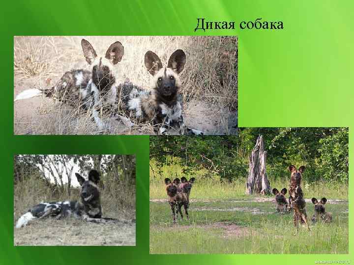 Дикая собака 