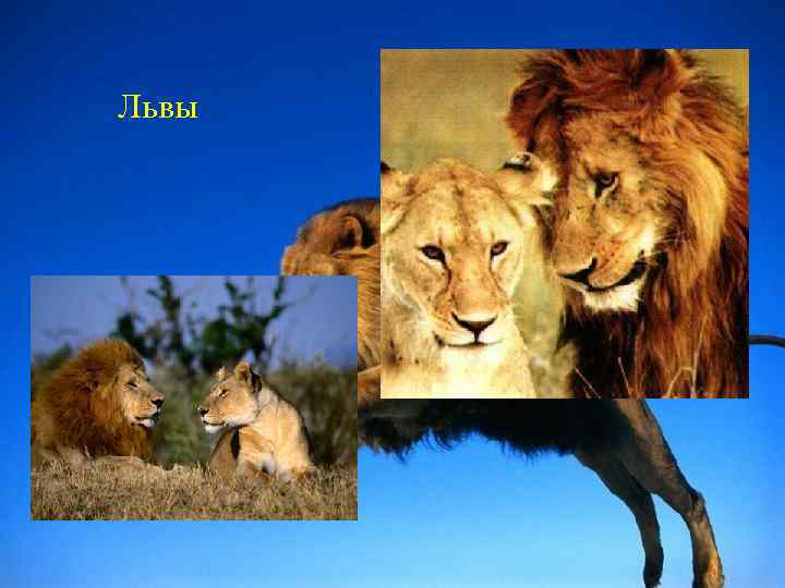 Львы 