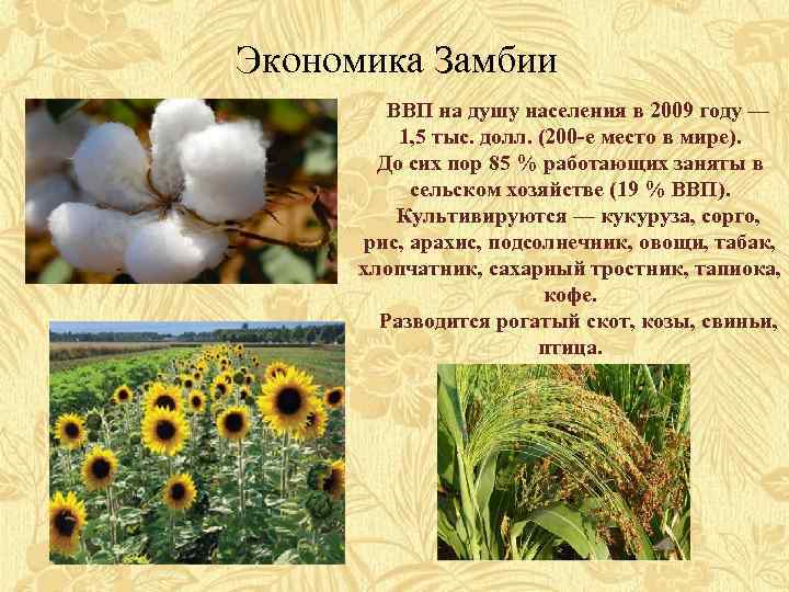 Экономика Замбии ВВП на душу населения в 2009 году — 1, 5 тыс. долл.