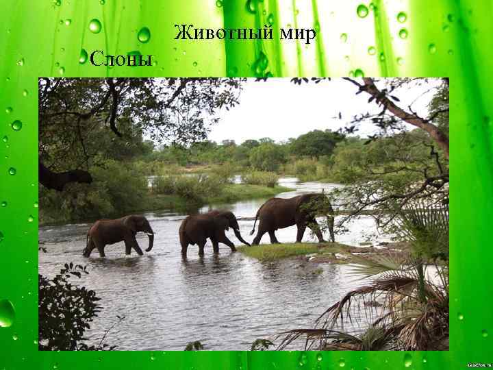Животный мир Слоны 
