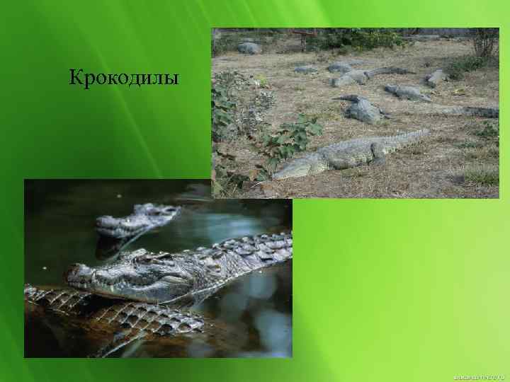 Крокодилы 