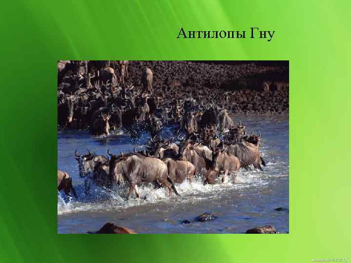 Антилопы Гну 