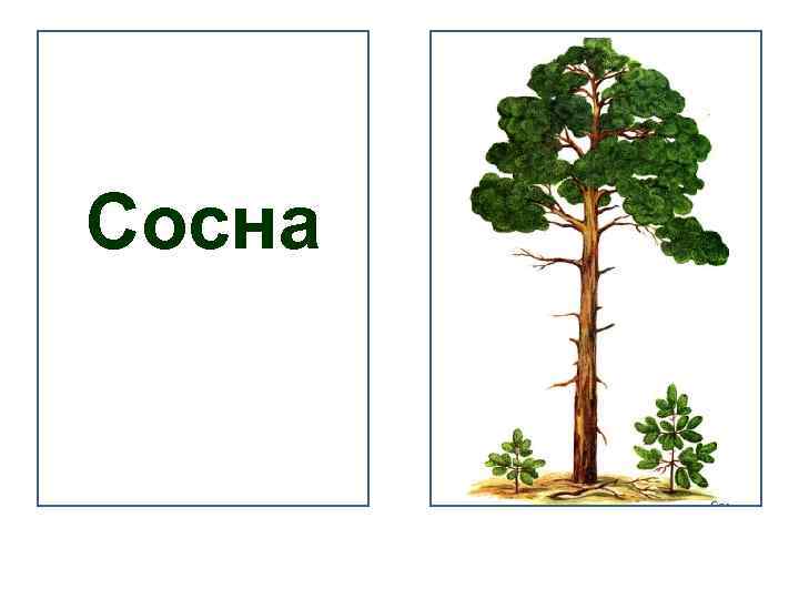 Сосна 