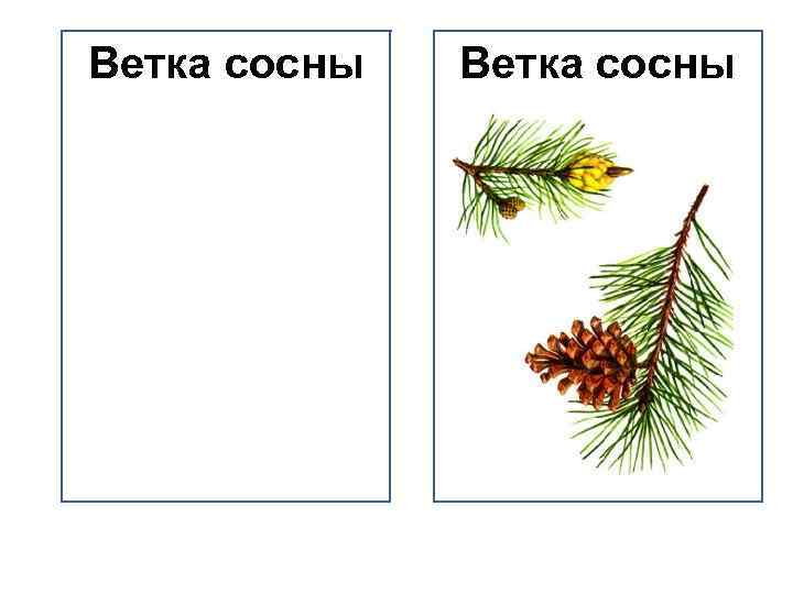 Ветка сосны 