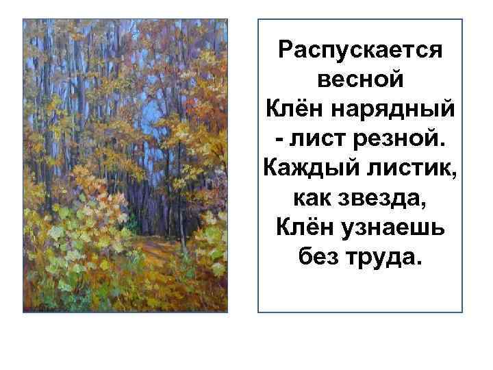 Распускается весной Клён нарядный - лист резной. Каждый листик, как звезда, Клён узнаешь без