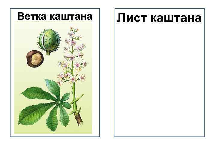 Ветка каштана Лист каштана 
